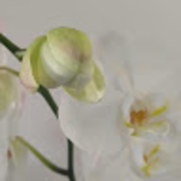 Meet your Posher, Christina - Picture 1 of 1